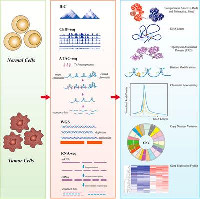 Regulation of 3D Organization and Its Role in Cancer Biology